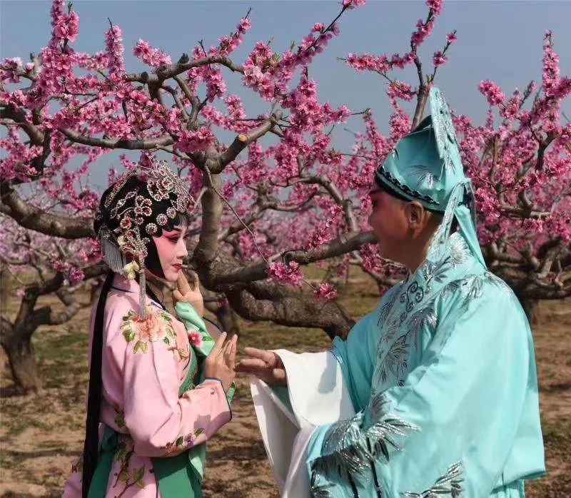 人面桃花秦腔原唱 李小鋒秦腔戲歌《人面桃花》火到“油管”    網友翻譯英文字幕版