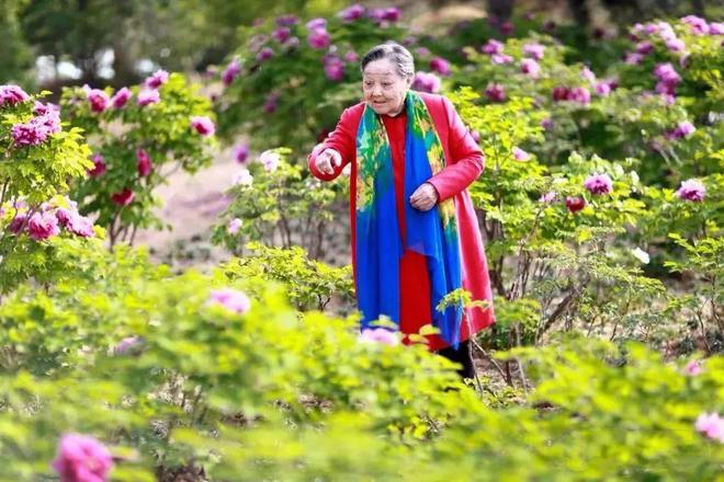 豫劇大師排名馬金鳳_豫劇大師排名_河南豫劇大師排名