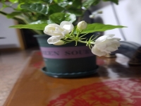 晉劇雙羅衫全本(晉劇雙羅衫全本簡介)