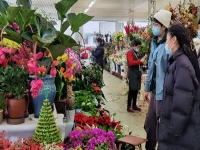 云南鮮花(云南鮮花批發哪個平臺最便宜)