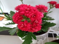 呂劇清明佳節三月三(呂劇清明佳節三月三簡譜)