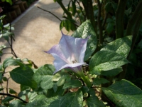 曼陀羅花能種嗎(曼陀羅花能種嗎怎么養)