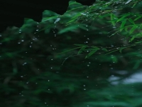 黃梅戲黃梅雨(黃梅戲黃梅雨類比推理)