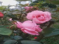 包含曲劇包公告狀劇情簡(jiǎn)介的詞條